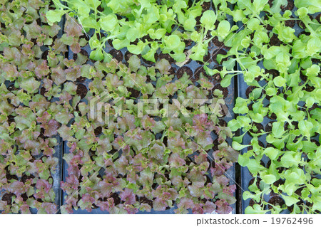 Baby Vegetables ,Potted seedlings growing  19762496