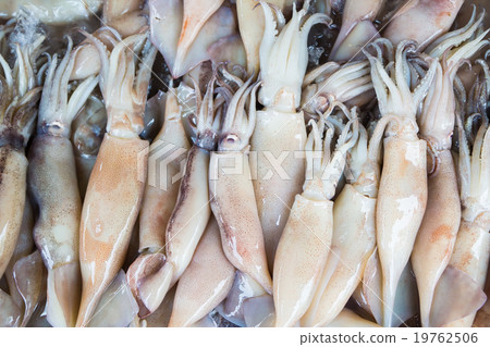 Fresh Squid pile up on ice.Top view 19762506