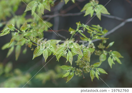 Enoki flowers and young leaves 19762760