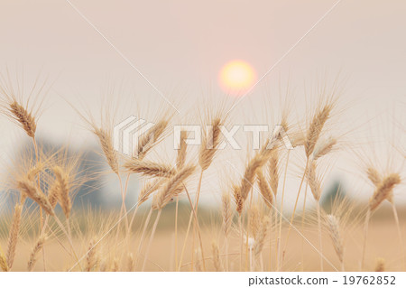 Bales in field and sunset 19762852