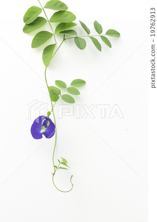 pea flower pea flower 19762913