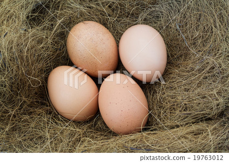 Eggs in a nest 19763012