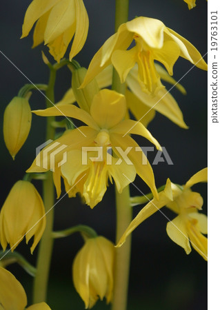 It is bigger than the ordinary Ebinne chrysanthemum. It is bigger than the ordinary Ebinne chrysanthemum. 19763101