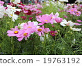 Cosmos 19763192