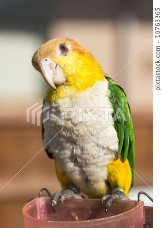 Shirohara parakeet Shirohara parakeet 19763365