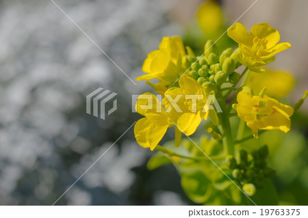 Rape blossoms Rape blossoms 19763375