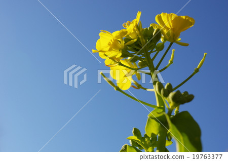油菜花和藍天 19763377