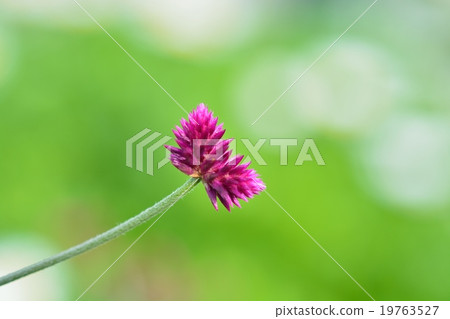 Sen'nichikobou Sen'nichikobou 19763527