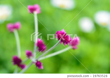 Sen'nichikobou 19763528