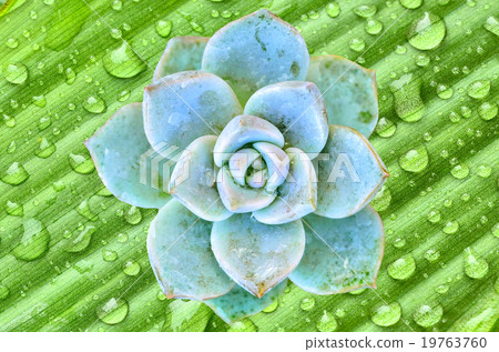 green cactus flower green cactus flower 19763760