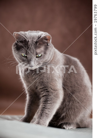 Russian Blue Cat, studio shot Russian Blue Cat, studio shot 19763799
