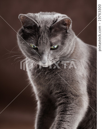 Russian Blue Cat, studio shot Russian Blue Cat, studio shot 19763800