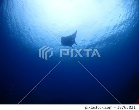 曼塔 19763821