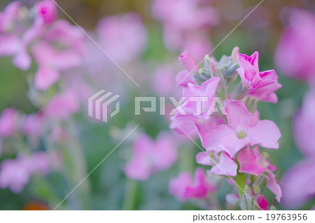 Light pink color stock 19763956