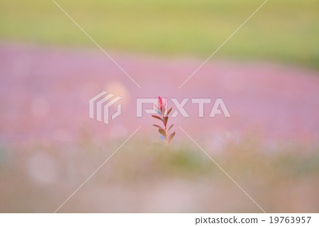 A branch of Satsuki waiting for spring A branch of Satsuki waiting for spring 19763957