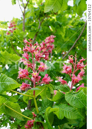 Brilliant safflower tinoni 19764312