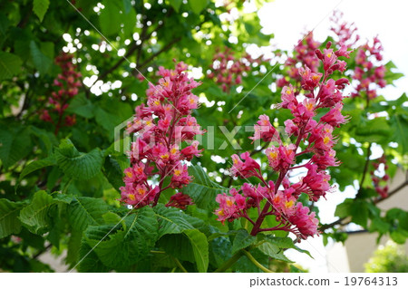 Brilliant safflower tinoni 19764313