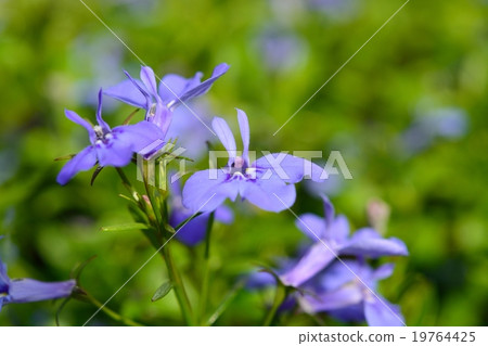 Lobelia Lobelia 19764425
