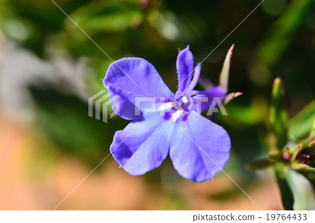 半邊蓮 半邊蓮 19764433