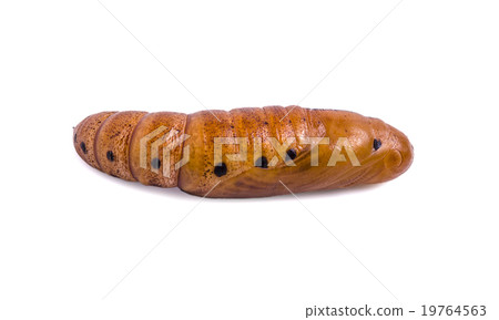 Butterfly Pupa isolated on white background 19764563