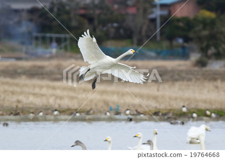 Tundra swan Tundra swan 19764668