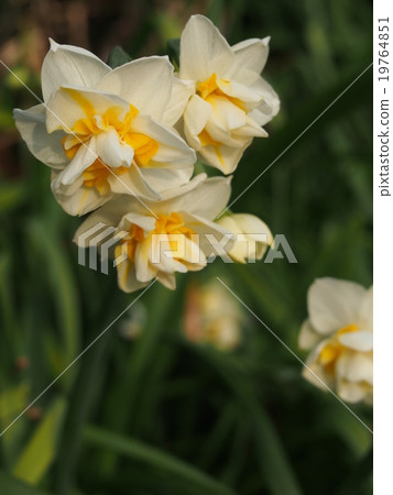 雙層盛開的水仙花 照片素材 圖片 圖庫
