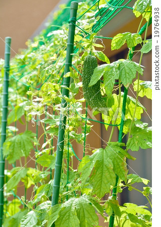 Goya's green curtain 19764938