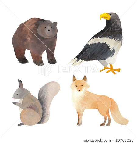 Hokkaido animal series bears, eagles, squirrels, foxes Hokkaido animal series bears, eagles, squirrels, foxes 19765223