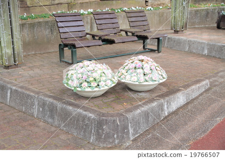 Habotan flowers 19766507