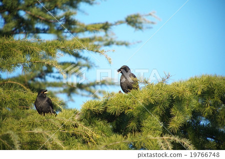 Peppermint Butterfly 2 19766748