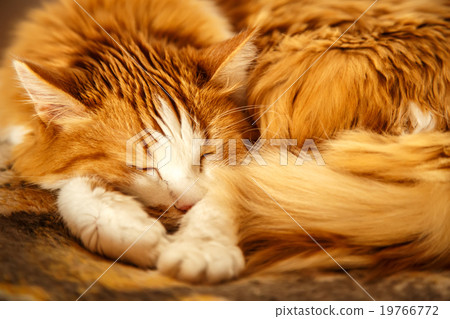 Sleeping red cat Sleeping red cat 19766772