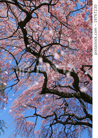 櫻吹雪 櫻吹雪 19767230