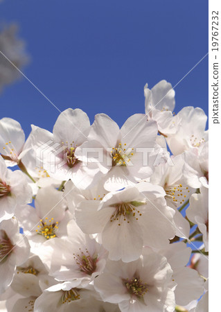 櫻花了 櫻花了 19767232