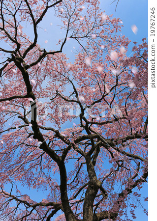 櫻吹雪 櫻吹雪 19767246