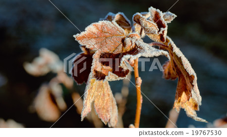 The frozen leaves The frozen leaves 19767530
