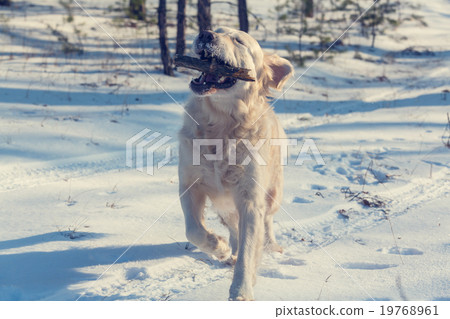 Retriever Retriever 19768961