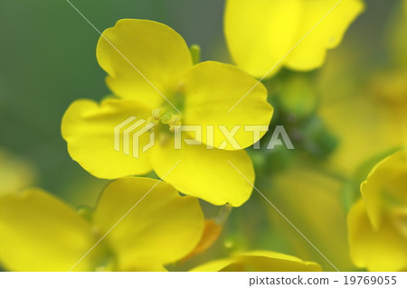 Rape blossoms Rape blossoms 19769055