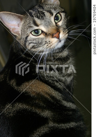 美國短髮棕色 美國短髮棕色 19769484