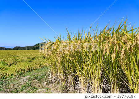 Fall of Harvest 19770197