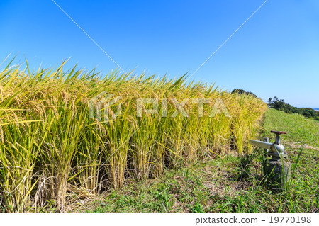Fall of Harvest 19770198
