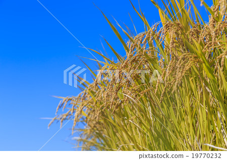 收穫的秋天 19770232