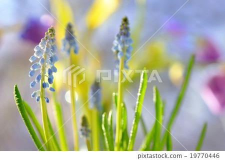 Muscari neglectum flowers 19770446