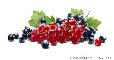 Red black currant berries branch isolated  19770534