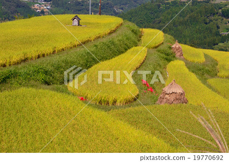 Hakkado rice terrace before harvest 19770692