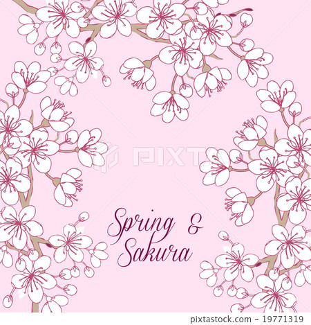 Sakura Sakura 19771319