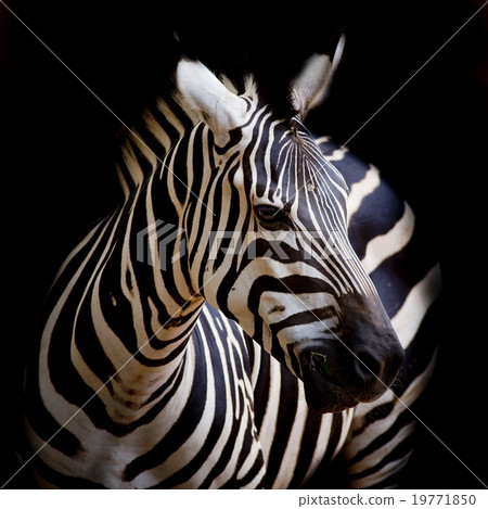 A Headshot of a Burchell's Zebra A Headshot of a Burchell's Zebra 19771850