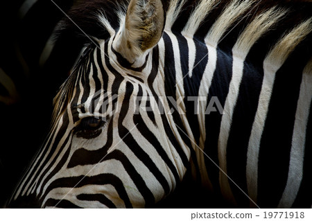 A Headshot of a Burchell's Zebra 19771918