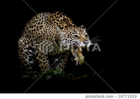 Leopard portrait Leopard portrait 19771919