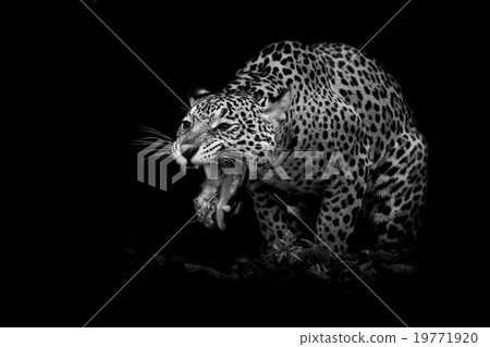 Leopard portrait 19771920