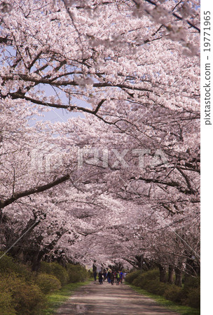 Cherry blossoms in the Kitakami Katsuji area 19771965